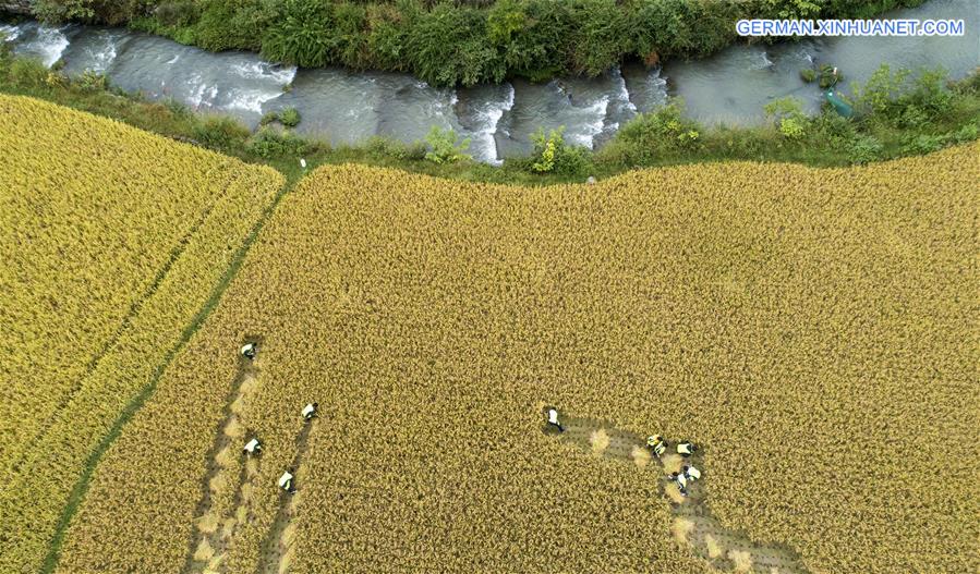 #CHINA-GUIZHOU-BIJIE-RICE-FISH-HARVEST (CN)