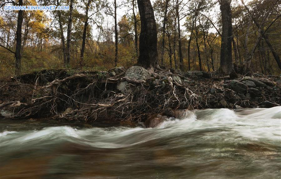 CHINA-QINGHAI-HAIDONG-FOREST FARM-AUTUMN SCENERY