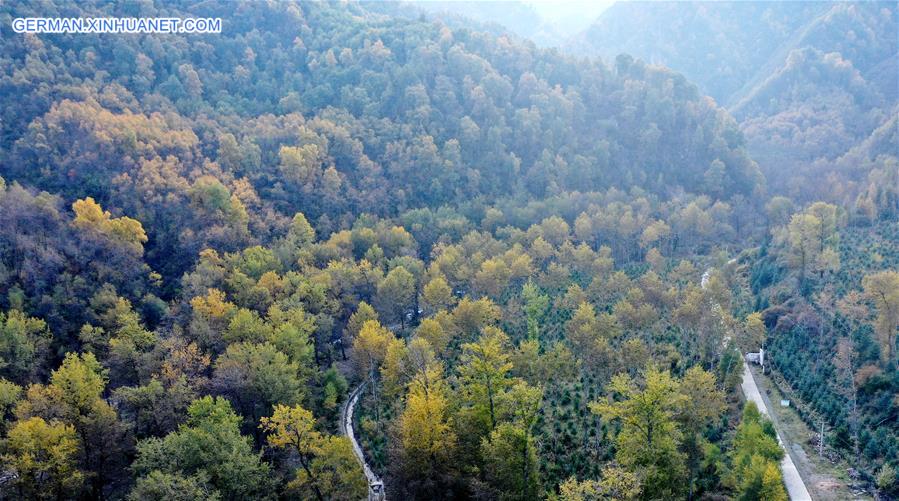 CHINA-QINGHAI-HAIDONG-FOREST FARM-AUTUMN SCENERY