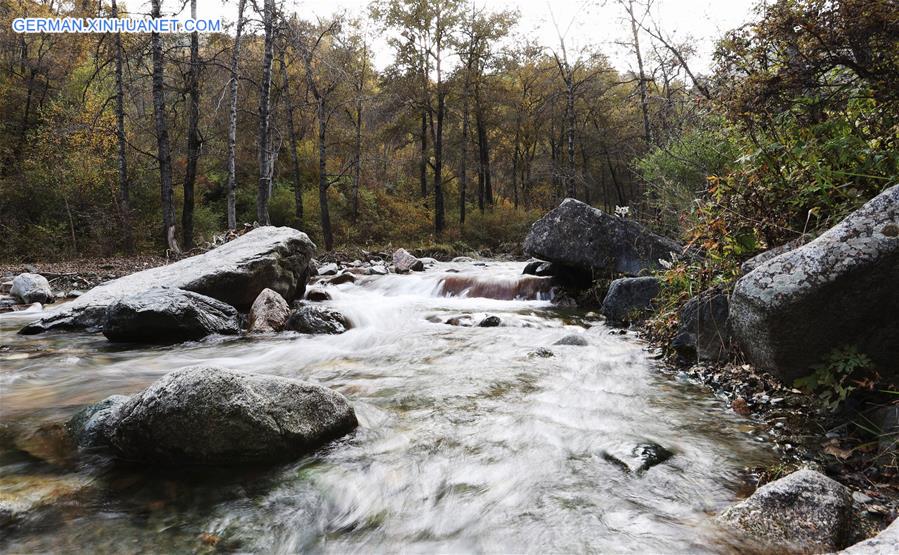 CHINA-QINGHAI-HAIDONG-FOREST FARM-AUTUMN SCENERY