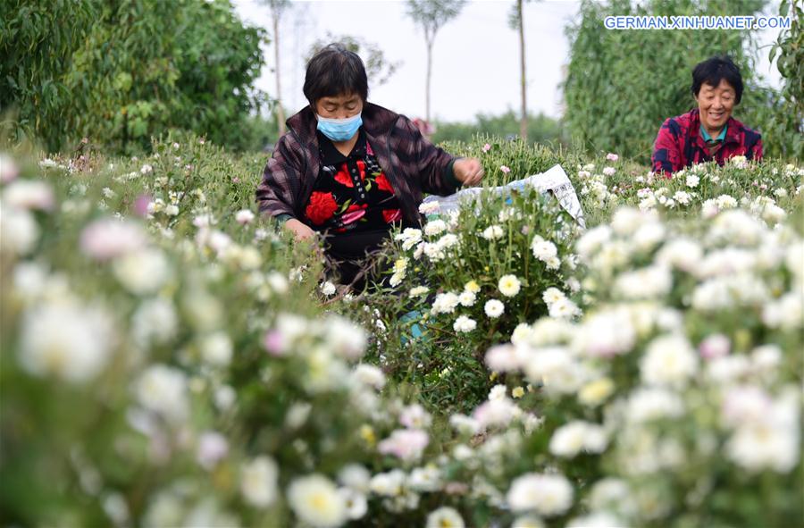 CHINA-HEBEI-QUZHOU-AGRICULTURE-CHRYSANTHEMUMS (CN)