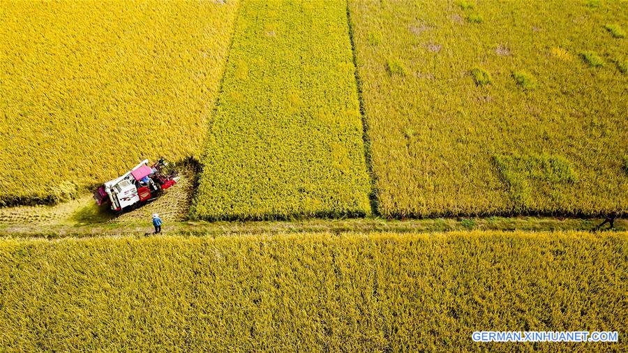 CHINA-SHANDONG-TAIERZHUANG-RICE HARVEST (CN)