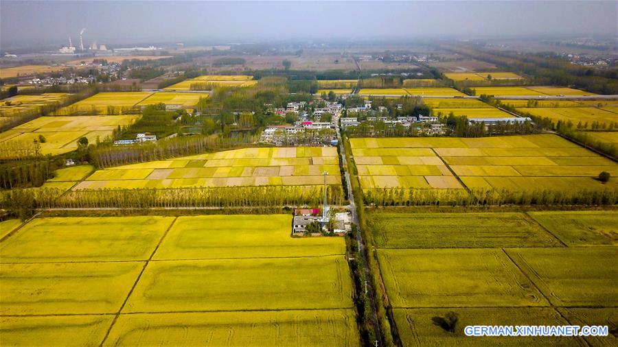 CHINA-SHANDONG-TAIERZHUANG-RICE HARVEST (CN)