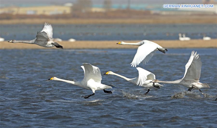 #CHINA-HEBEI-ZHANGJIAKOU-MIGRANT BIRDS (CN)
