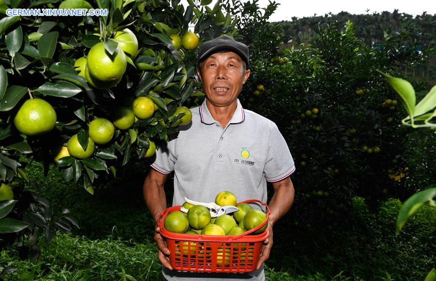CHINA-HAINAN-QIONGZHONG-GREEN ORANGE-MARKET SEASON