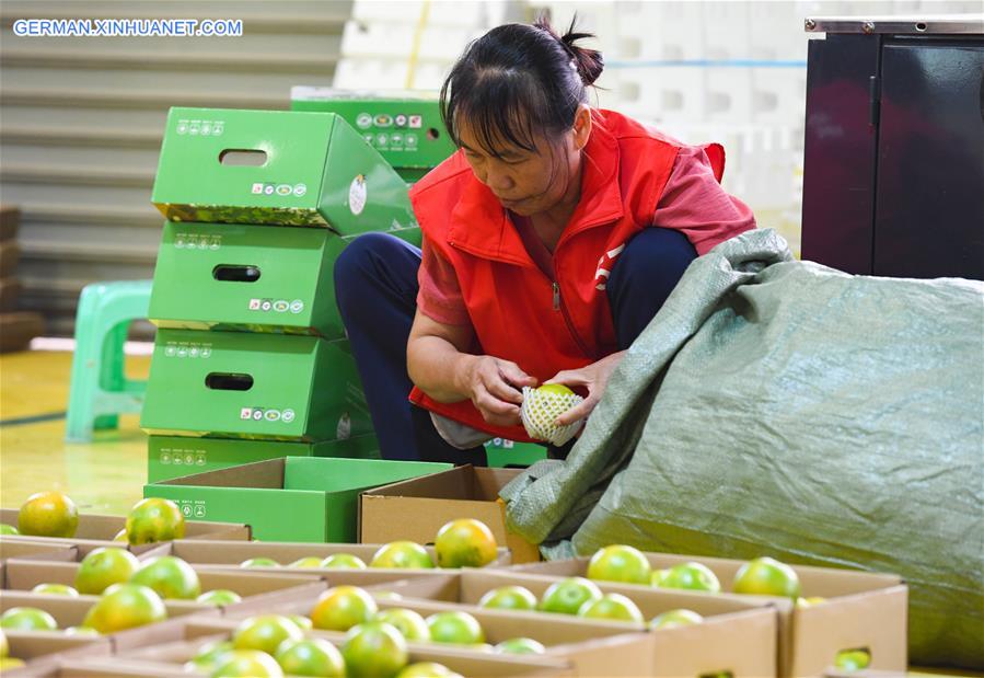 CHINA-HAINAN-QIONGZHONG-GREEN ORANGE-MARKET SEASON