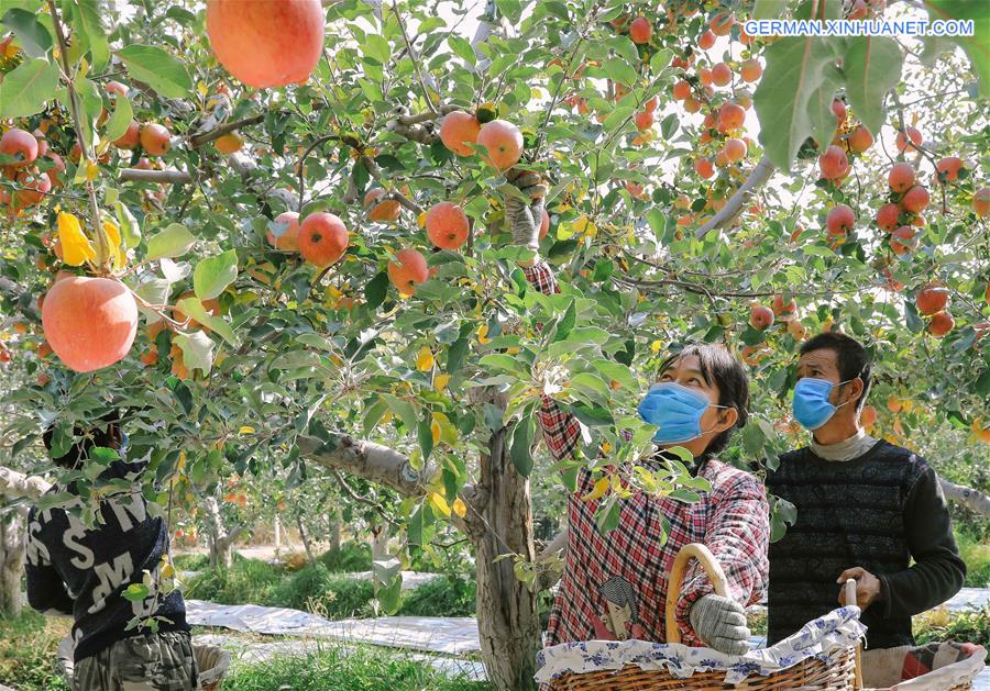 CHINA-XINJIANG-APPLE HARVEST (CN)