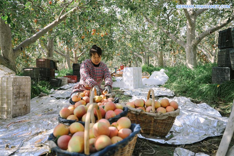 CHINA-XINJIANG-APPLE HARVEST (CN)