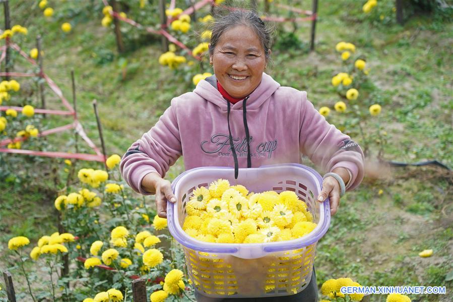 CHINA-JIANGXI-NANCHANG-CHRYSANTHEMUM-HARVEST (CN)