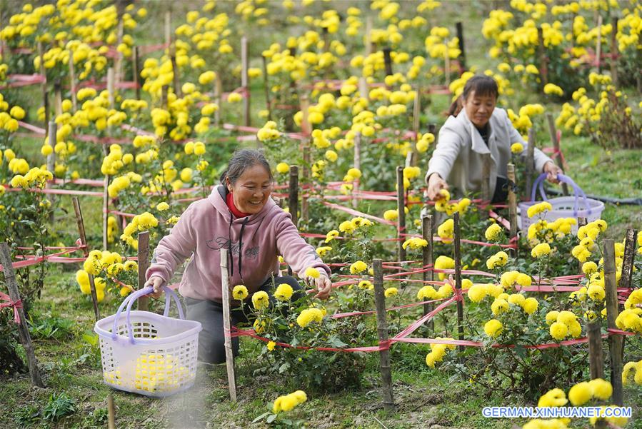 CHINA-JIANGXI-NANCHANG-CHRYSANTHEMUM-HARVEST (CN)