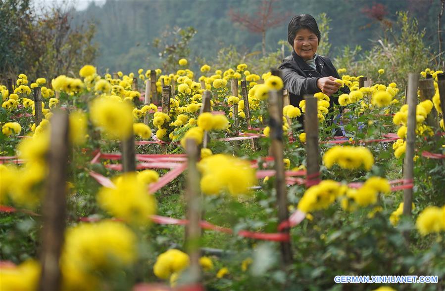 CHINA-JIANGXI-NANCHANG-CHRYSANTHEMUM-HARVEST (CN)