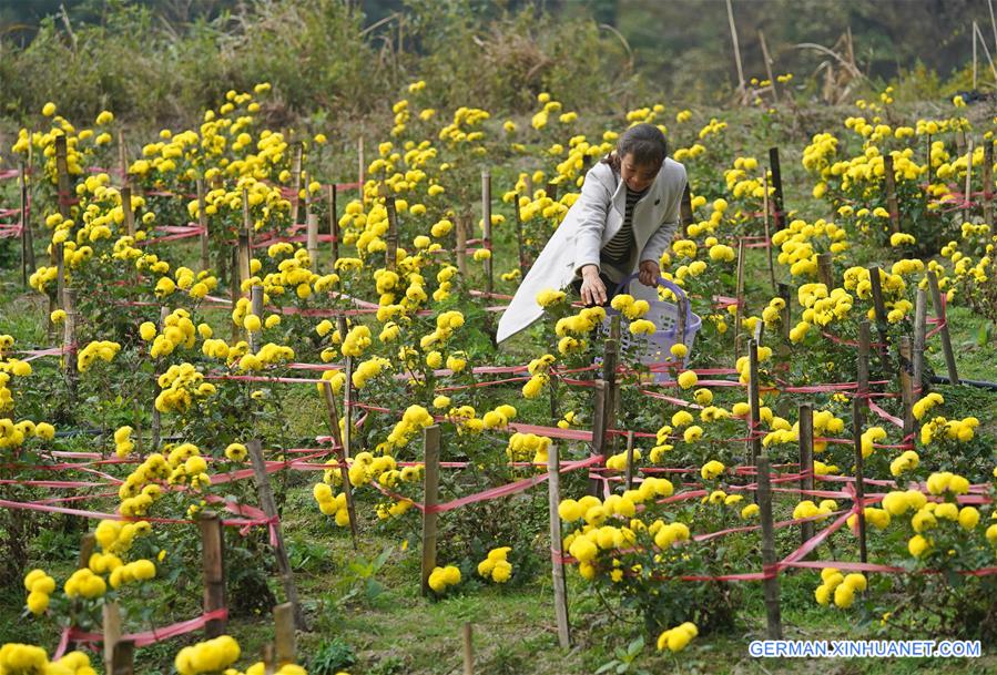 CHINA-JIANGXI-NANCHANG-CHRYSANTHEMUM-HARVEST (CN)