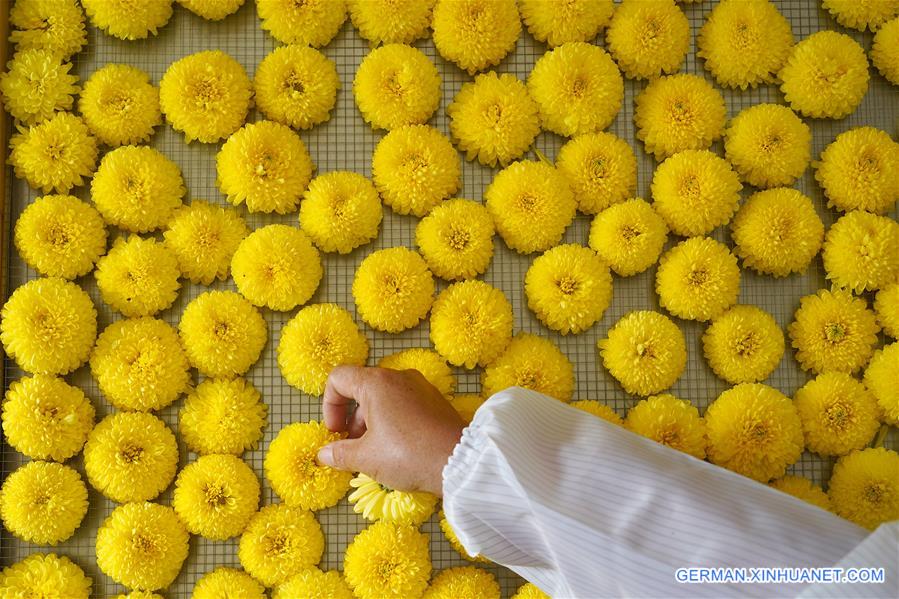 CHINA-JIANGXI-NANCHANG-CHRYSANTHEMUM-HARVEST (CN)