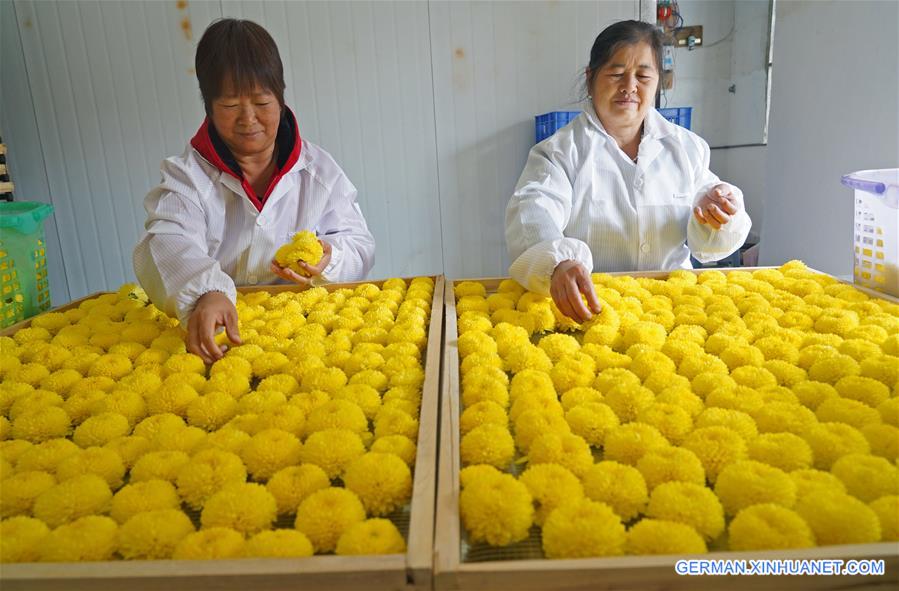 CHINA-JIANGXI-NANCHANG-CHRYSANTHEMUM-HARVEST (CN)