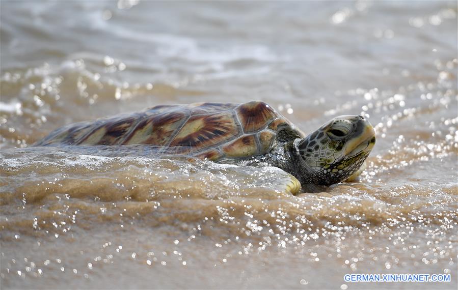 CHINA-HAINAN-SEA TURTLE-RELEASE (CN)