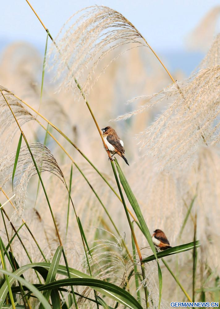 Winterlandschaften In China Xinhua German News Cn