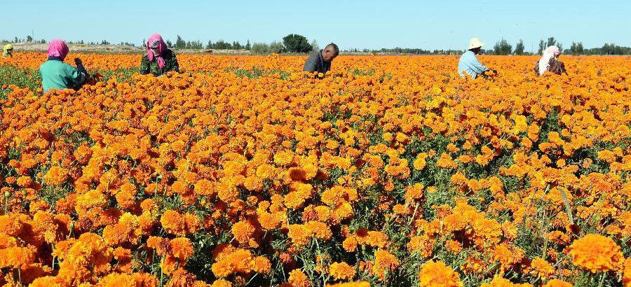 Schönheit der Ringelblumen unter blauem Himmel