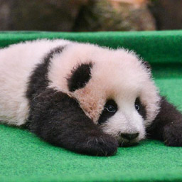 Jahresabschlussbericht: Die ganze Welt liebt Pandas