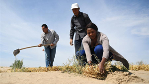 Afrikanische Studenten lernen Technologie der Bekämpfung der Wüstenbildung in Beijing