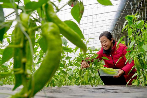 Nangong in Hebei passt Agrarstrukturen zur Einkommenserhöhung der Bauern an