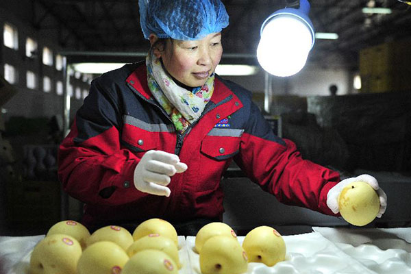 Zeremonie anlässlich Exports der ersten Partie chinesischer Birnen nach Brasilien findet in Hebei statt