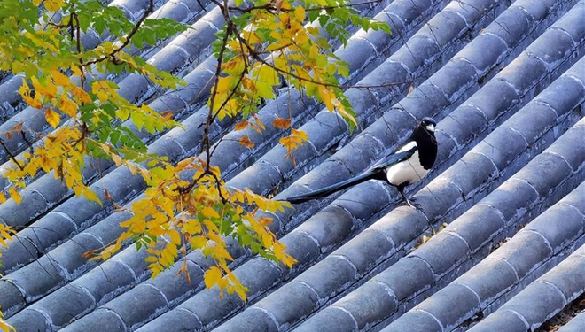 Herbstlandschaft im Park Yuanmingyuan in Beijing