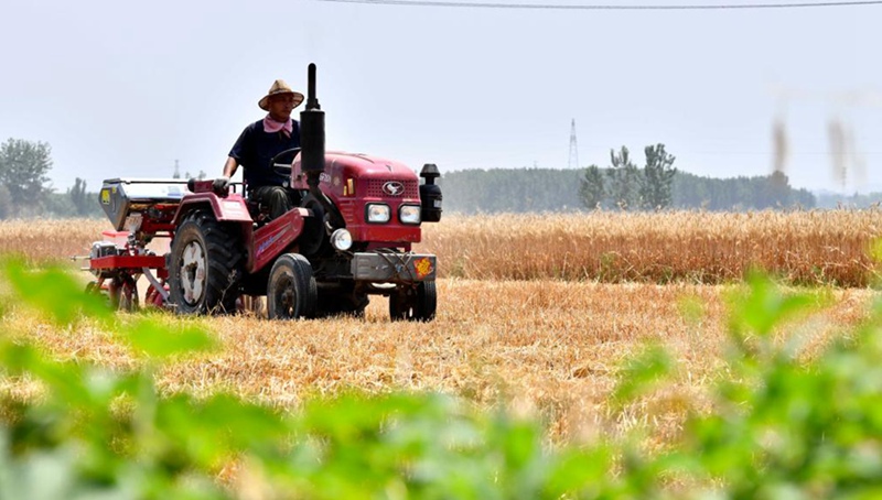 Bauern ernten Weizen in der ostchinesischen Provinz Shandong