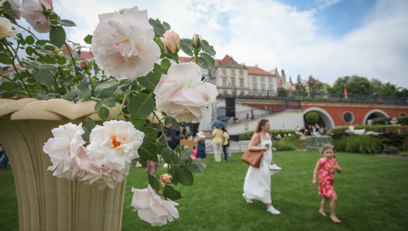 Neue Rosensorte auf der Königlichen Blumenausstellung in Polen getauft