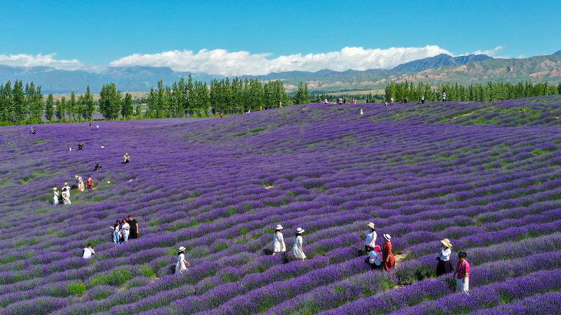Touristen besuchen Lavendelfarm im Kreis Huocheng in Xinjiang