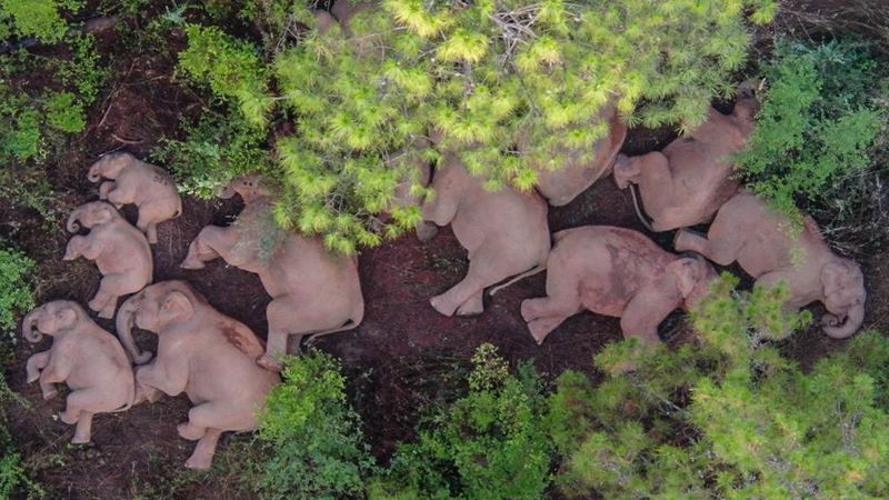 China wird wandernde Elefantenherde zu geeignetem Lebensraum führen