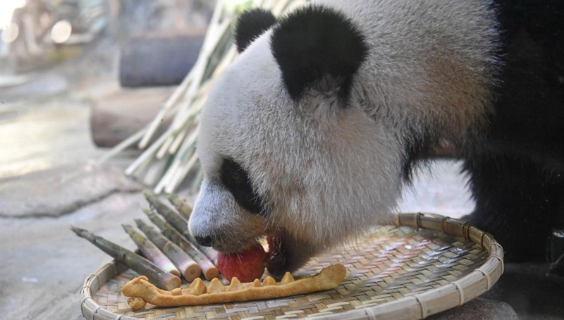 Riesenpandas fressen Snacks zum Drachenbootfest in Hainan