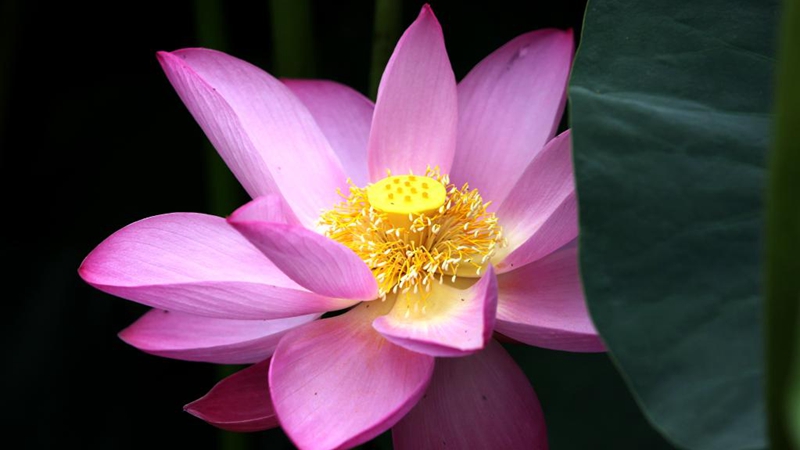 In Bildern: Lotusblumen in voller Pracht