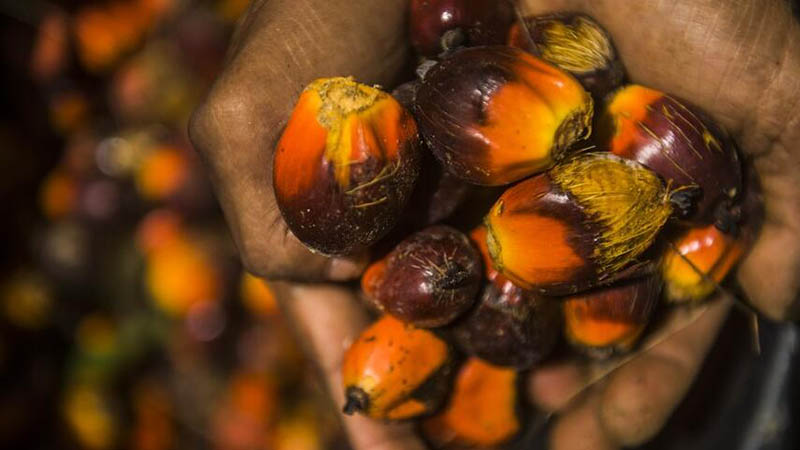 Palmölernte im indonesischen Langkat beginnt