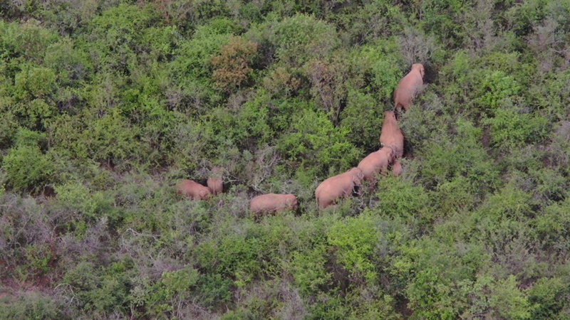 China: Wandernde Elefantenherde zieht weiter nach Süden