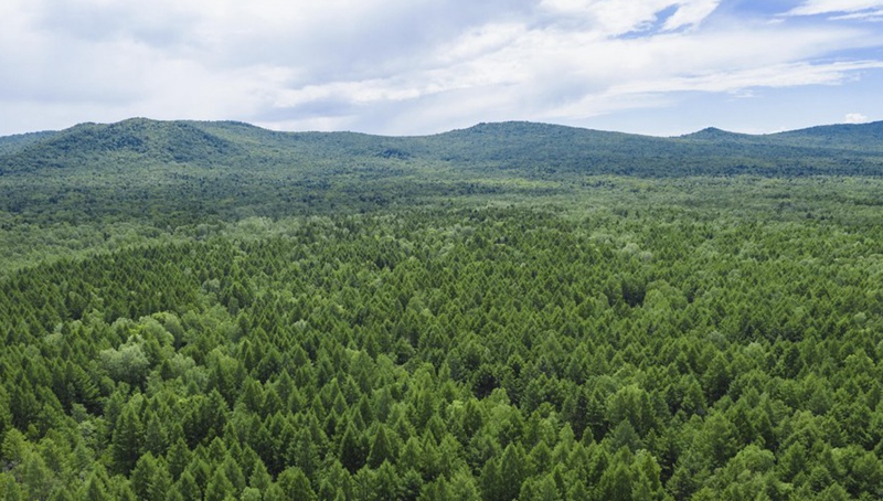 China schafft ein Viertel aller neuen Waldflächen auf der Welt