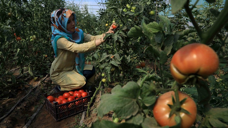 Afghanische Provinz Herat fördert Gemüseanbau in Gewächshäusern