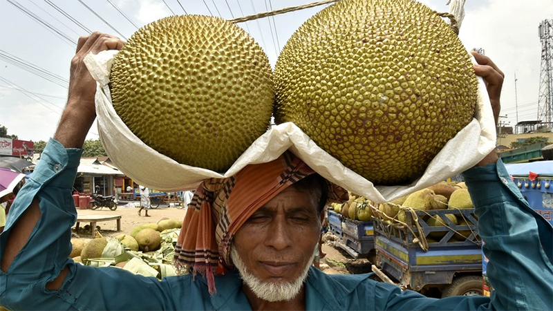 Jackfrüchte versüßen Bangladeschs Sommerzeit