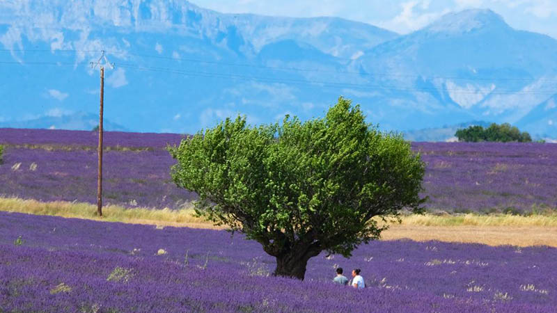Besucher machen Fotos zwischen Lavendelblüten in Südfrankreich
