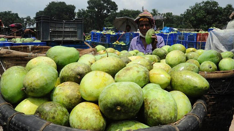 Mango-Saison in Bangladesch ist in vollem Gange
