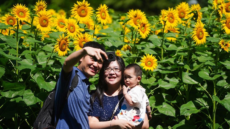 Sonnenblumen im Olympischen Waldpark in Beijing ziehen Besucher an