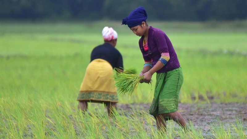 Reisbauern in Indien beginnen Pflanzsaison
