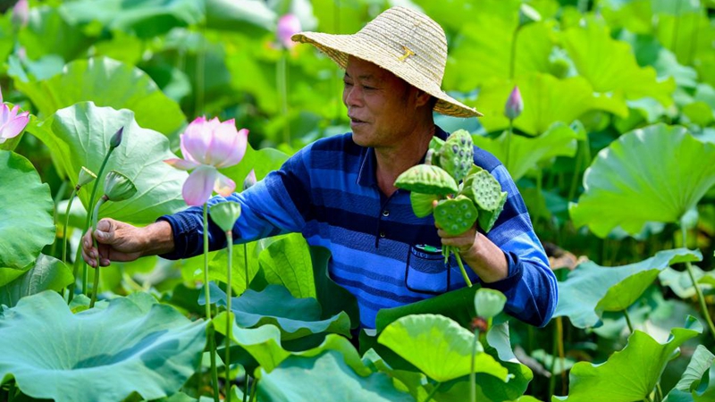 Lotussamenhülsen in Lianying in Chinas Hunan geerntet