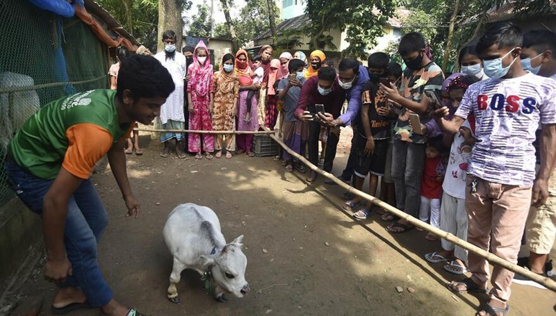 „Kleinste Kuh der Welt“ zieht Menschenmassen in Bangladesch an