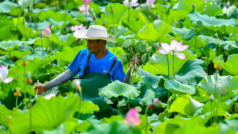 Chinesisches Dorf erntet Lotus-Samenkapseln