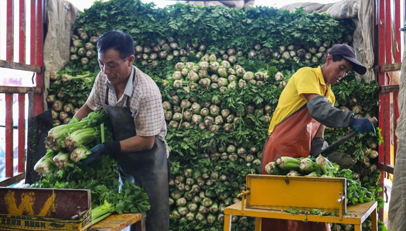 Industrie für Hochlandgemüse fördert ländliches Einkommenswachstum in Gansu