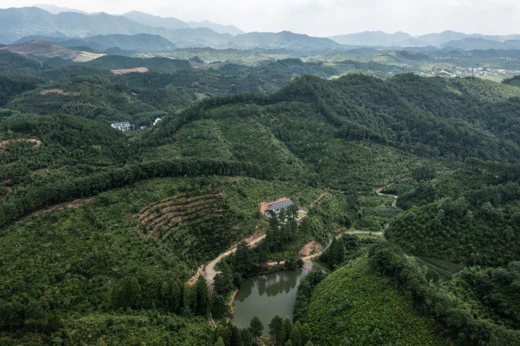 Waldgebiet in Hangzhou hilft, Klimaneutralität zu erreichen