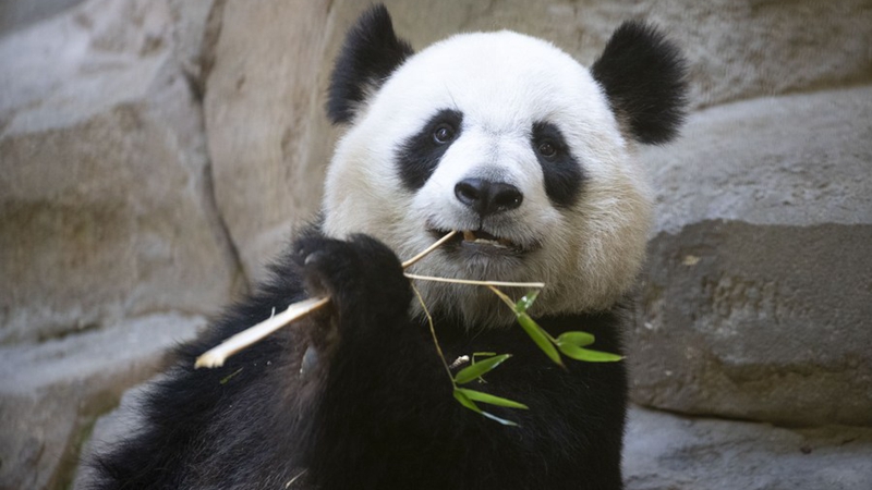 Zoo in Frankreich freut sich auf Riesenpanda-Nachwuchs