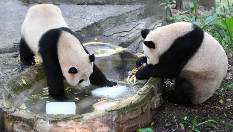 Tiere im Chongqing Zoo vor der Sommerhitze geschützt