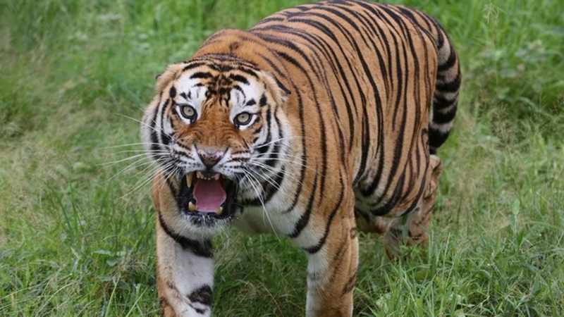 Ein genauerer Blick auf Tiger in Indien