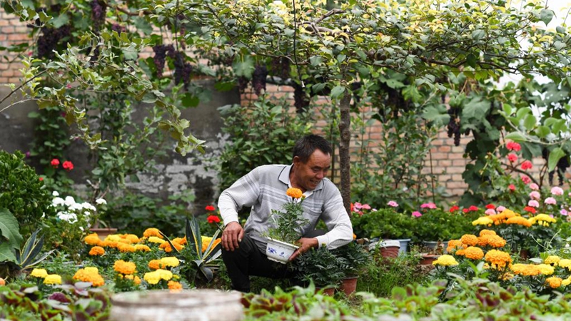 Bildgeschichte: Gründer der Gemüse-Plantage in Yushu der Pronvinz Qinghai